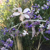 Showtuin Aartselaar Gaura Perovskia Stipa Showtuin rreac04 Publiek Aartselaar Gaura Perovskia Stipa